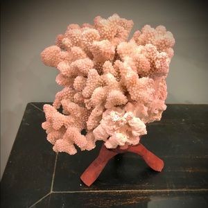 Large natural cats paw coral piece with stand.